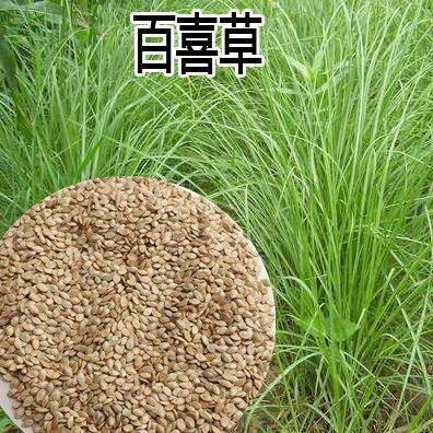 百喜草种子  宽叶雀稗百喜草牧草种子护坡绿化固土