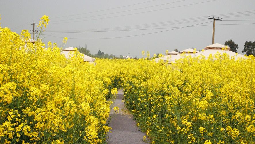 崇州市重庆路傍千亩油菜花开如海i洋,一片金黄,阵阵花香袭人,不饮自醉