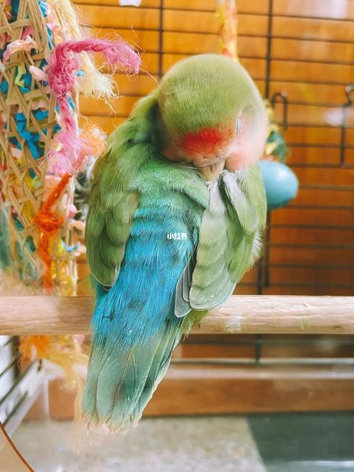 绿桃也有她的美_鹦鹉_牡丹_手养牡丹鹦鹉_宠物_宠物