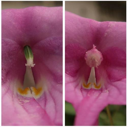 处于"雌花期"(左图)和"雄花期"(右图)的大旗瓣凤仙花