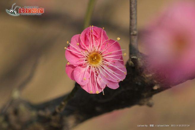 红梅花图片素材
