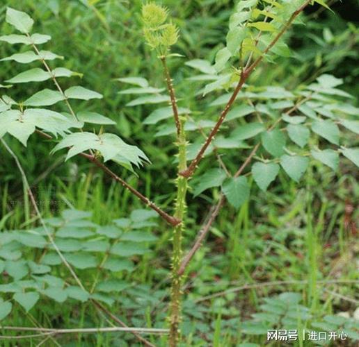 这树满身刺营养不输人参在日本是高端菜我国却很少有人吃