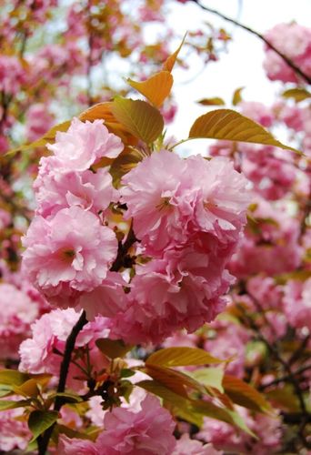 春天百花盛开!带你见证"春花之美"