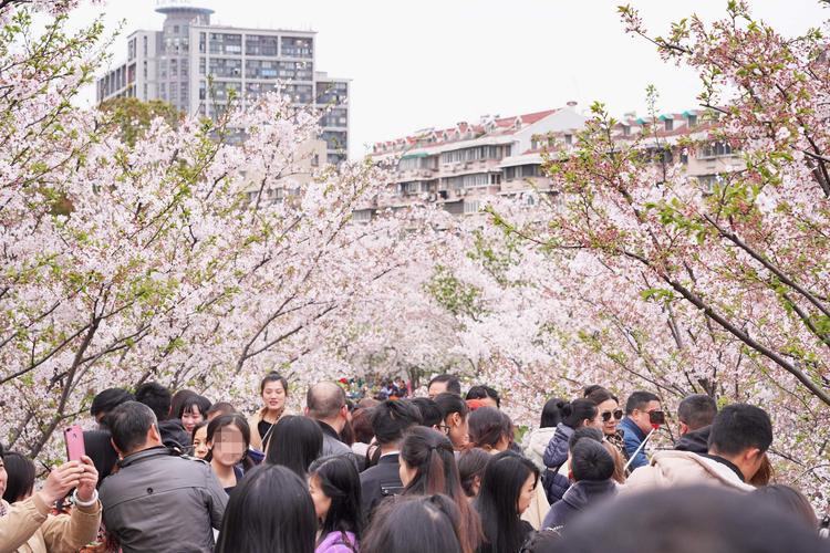 宁波,樱花公园