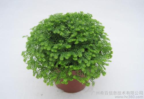 批发优质观叶植物净化空气小盆栽迷你蕨类 (a80)绿地珊瑚蕨