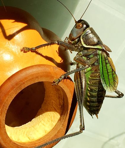 蝈蝈儿的秀姿百态!