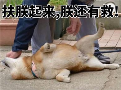 表情包 