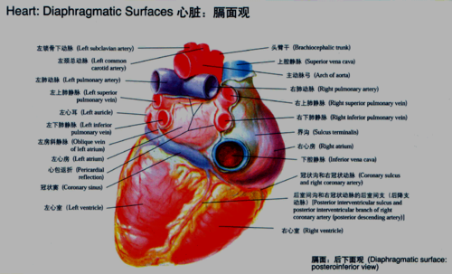 下一页 你可能喜欢 冠状动脉介入 解剖图片 最全人体解剖图 心脏图谱