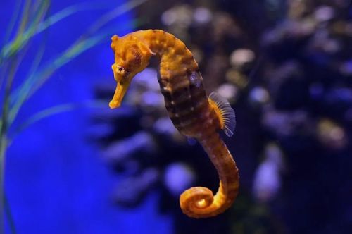 奇怪的知识增加了,雌性海马为什么不能生宝宝?