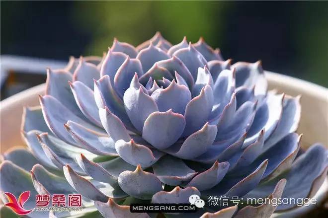 鲁氏石莲和皮氏石莲及蓝石莲的区别?