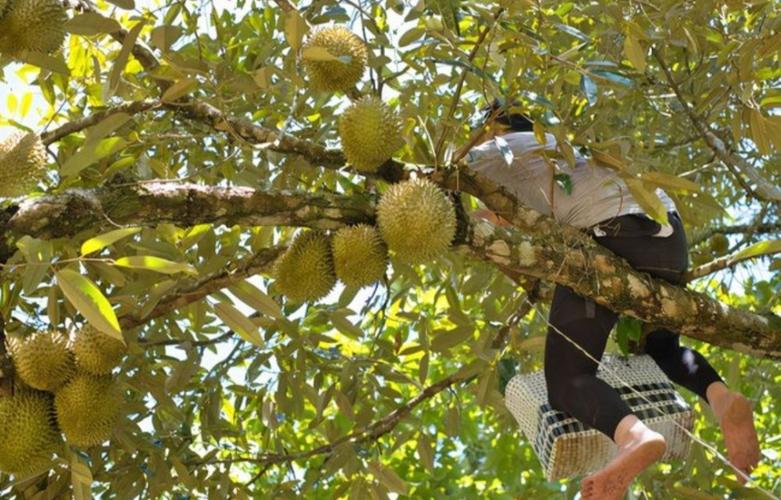 榴莲为何这么贵?听完榴莲的故事后,你就会明白什么叫贵的有理由