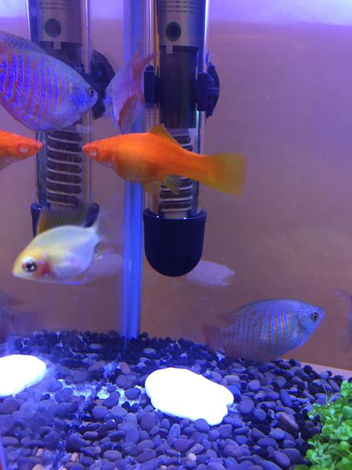 请问我家红箭鱼是不是怀孕要生了