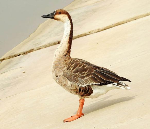 达信大雁肉质鲜美(图)-人工驯养雁鹅基地-成都雁鹅基地