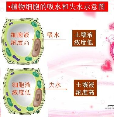 3 植物与土壤 学案 @第二课时