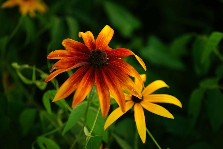 赏花季二色金光菊