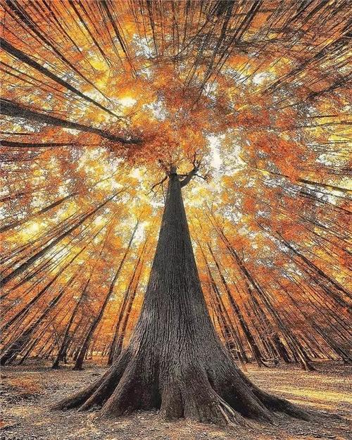 好大一棵树【献给植树节】