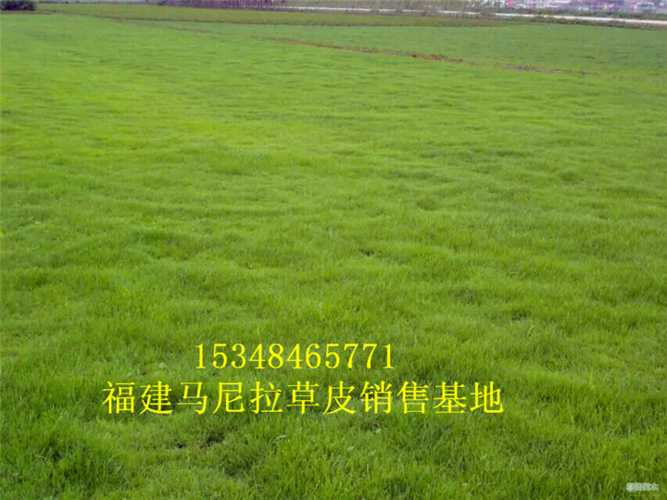 漳州马尼拉草皮!漳州草皮!漳州草皮基地