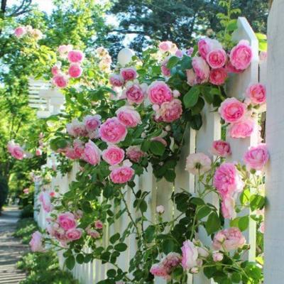 欧月苗多花月季花苗盆栽藤本月季苗爬藤植物蔷薇香味四季循环开花