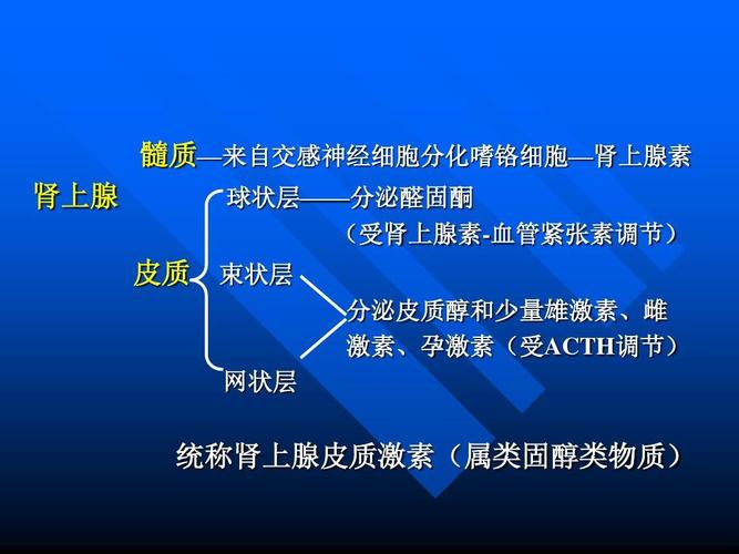 髓质—来自交感神经细胞分化嗜铬细胞—肾上腺素 肾上腺 皮质 球状层