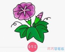 牵牛花简笔画图片卡通牵牛花怎么画喇叭花儿童
