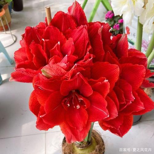 荷兰朱顶红很好看可是很难养?那你怕是有什么误解