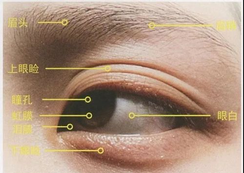 步骤密集教学法丨素描石膏像眼睛的刻画(祥尽步骤图可临摹)_美术高考