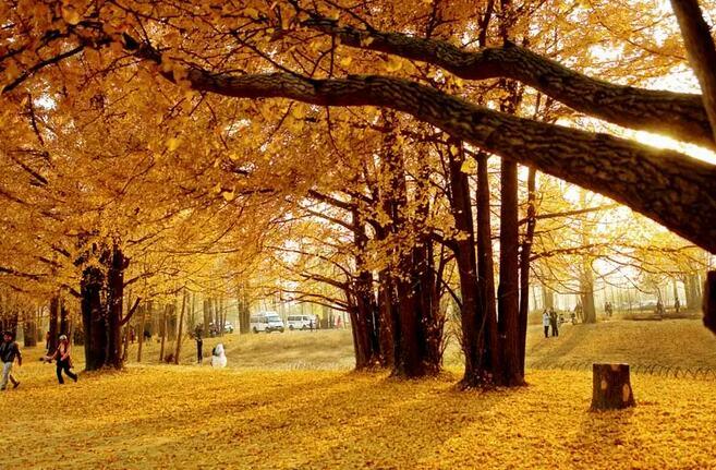 11月7日(周六)郯城万亩银杏林,邳州银杏时光隧道,新沂