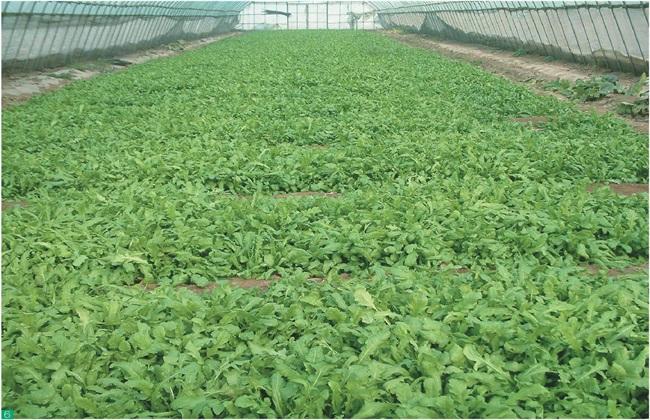 芥菜的田间管理办法