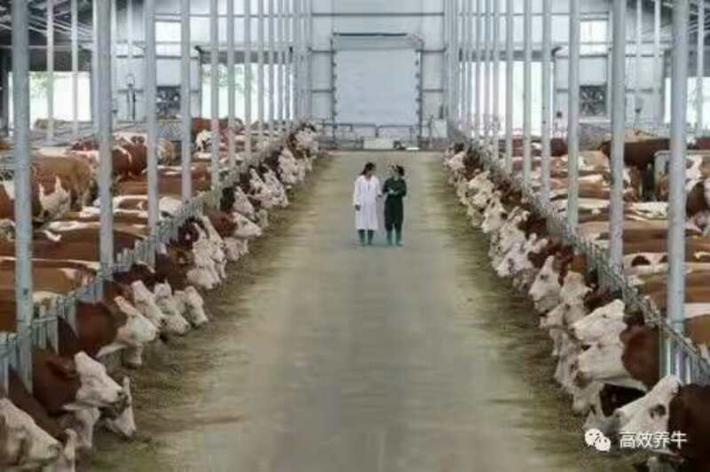 大型品种肉牛养殖基地