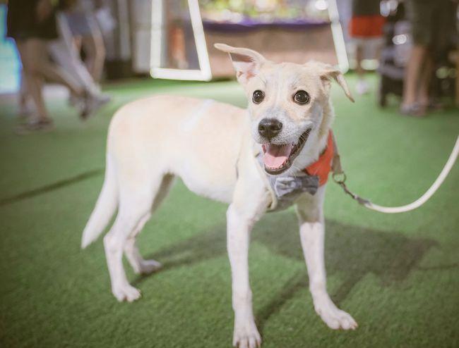 11 狗星人宝宝↓部分美照一睹为快快来pick与你最有眼缘的ta!