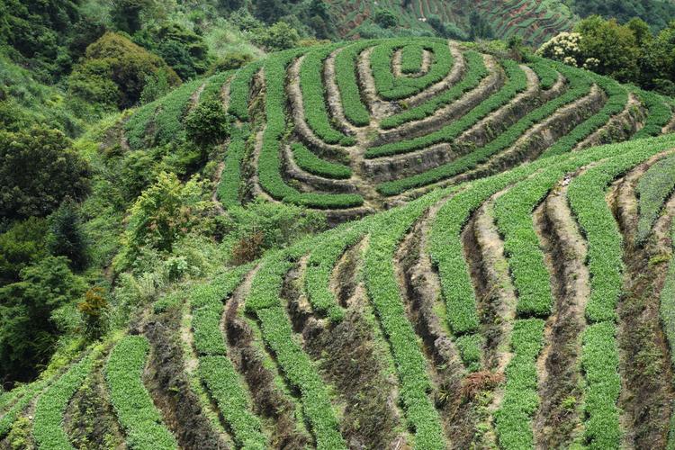 安溪茶山(感德高坪头)