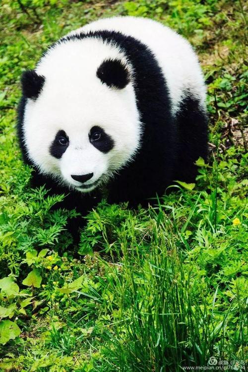 呆萌的熊猫