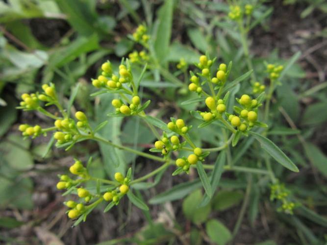 [转载]糙叶败酱