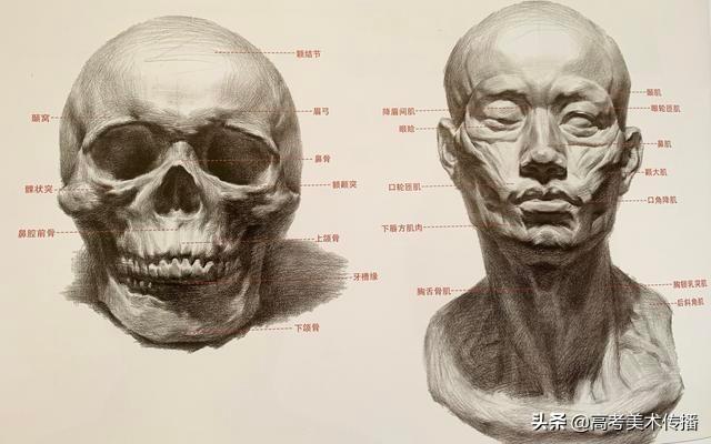 素描头像结构分析和基础理论知识讲解