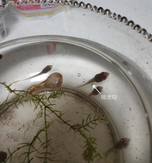 小蝌蚪变青蛙的生长变化观察日志