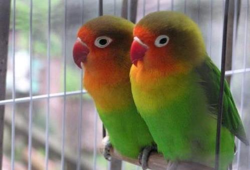 中国可以合法饲养的几种鹦鹉