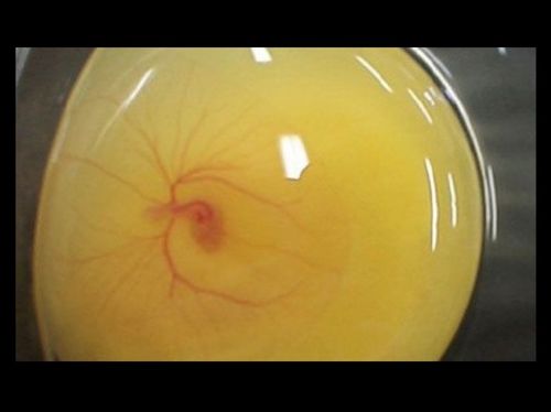 乌龟孵化和小鸡孵化的对比