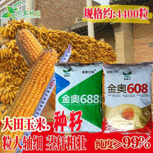 mc812玉米种子大田菜地农户种植高产品种粮食作物蔬菜