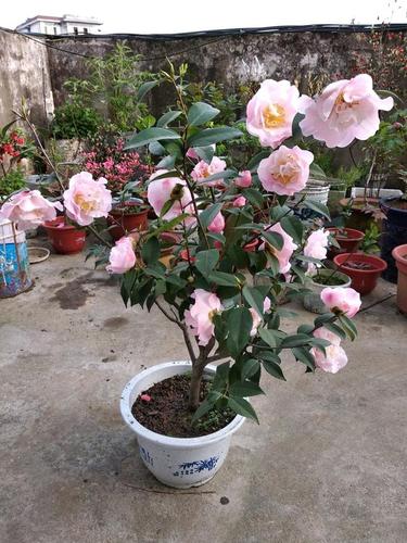 适合北方养的山茶花,好养易活,年年开花,花香飘满屋