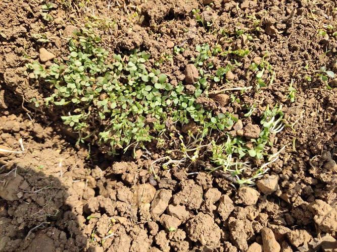 种子:第三代新品种,茶蔬两用,发芽率95%以上,6-8个月生长周期,蔬用5个