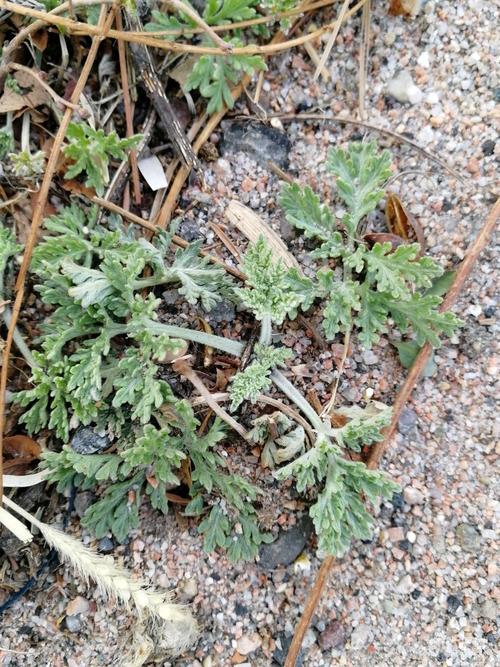 徒步九龙山——实验中学大籽蒿