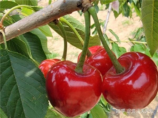 大樱桃早熟新贵品种火箭