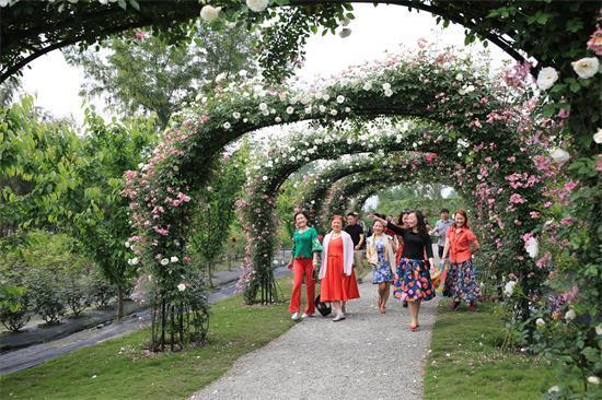 温江五月玫瑰园基地迎来众游客观赏