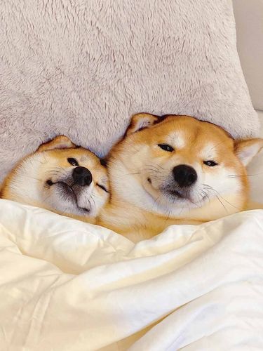 日本柴犬幼犬纯种黑白色豆柴幼崽活体宠物狗狗活物上海秋名山犬舍