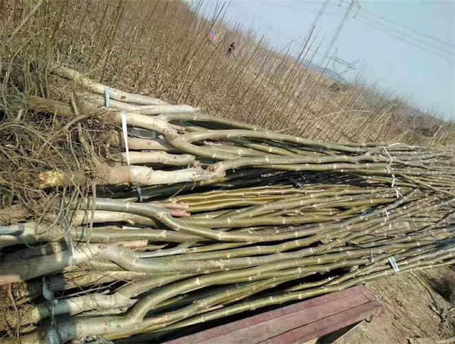 河南新乡清香核桃苗价格表