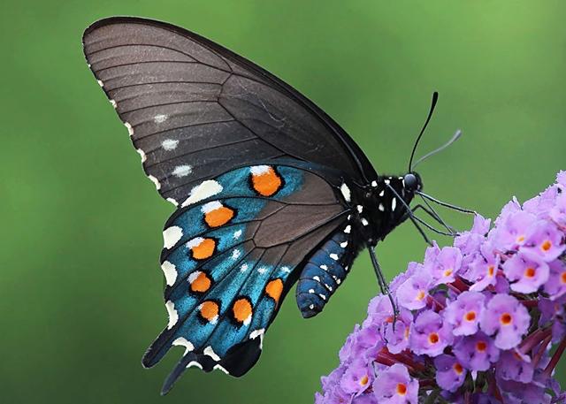 pipevine swallowtail(美洲蓝凤蝶)