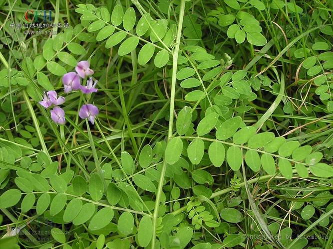沙苑子(补阳药)