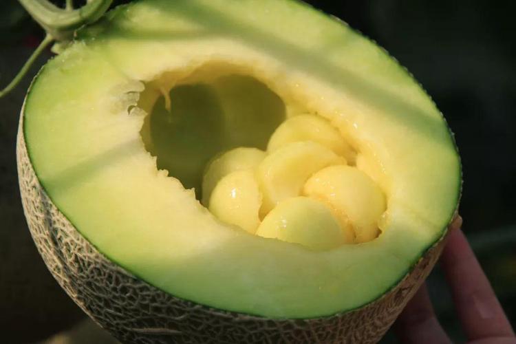 预定〢吃瓜群众们!丘北甜过初恋的"网纹瓜"上市啦!