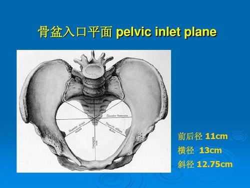 骨盆入口平面 pelvic inlet plane 前后径 11cm 横径 13cm 斜径 12.