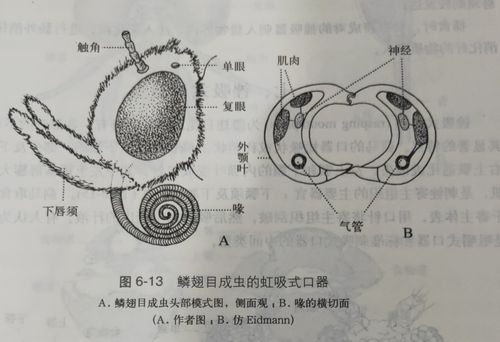 科技 自然 昆虫的口器虹吸式口器的上唇仅为一条狭窄的横片.